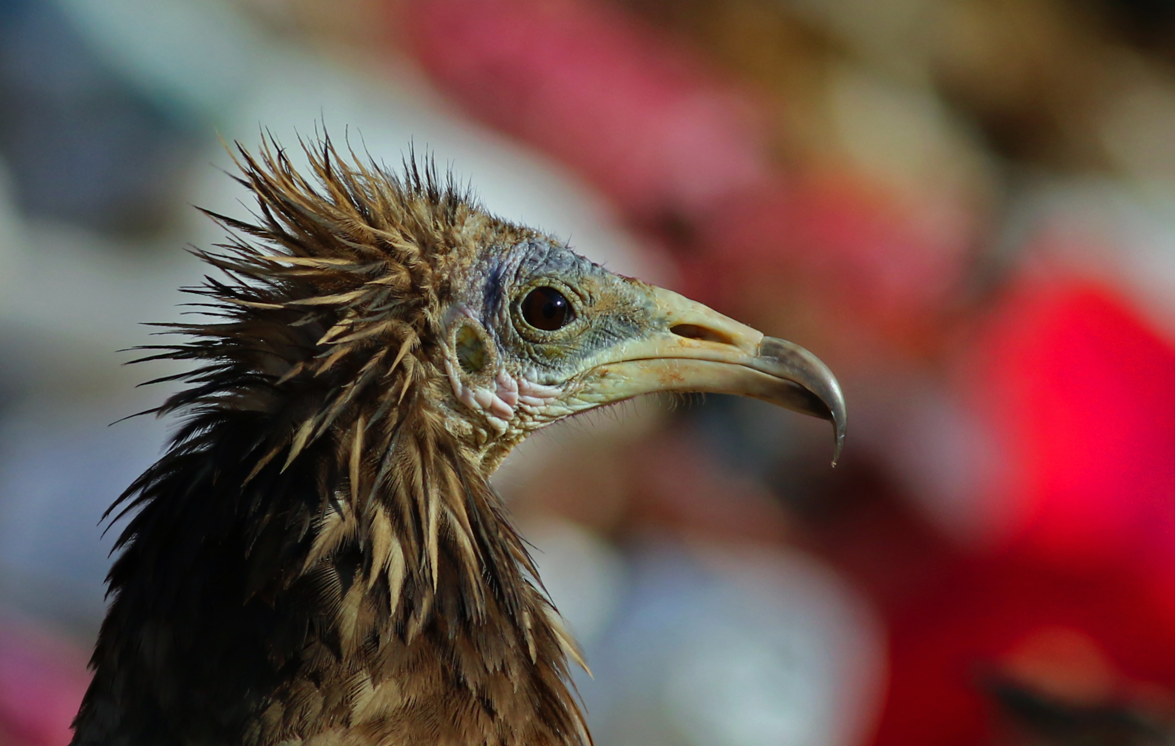 Egyptian Vulture